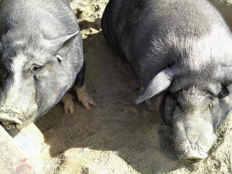 希少な沖縄のブランド豚「アグー豚」　幻の豚と呼ばれるその特徴とは